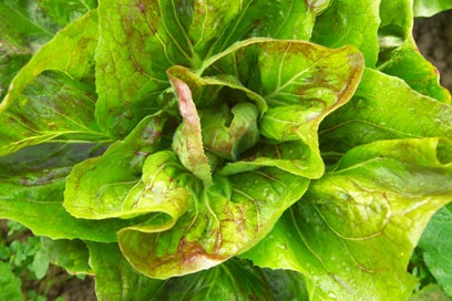 Image: Lettuce