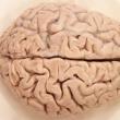 Photo: Human Brain