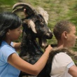 BFI London Film Festival: Bad Lucky Goat