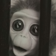 Ainslie Henderson and Will Anderson, Monkey Love Experiments, 2014